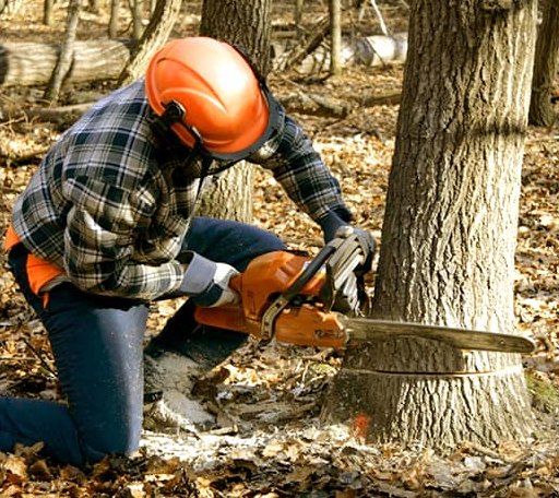 Tree Removal in Rockwood, TX